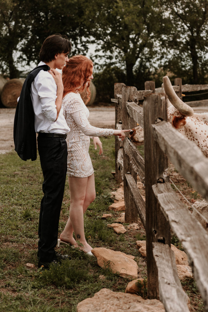 Longhorn cattle - Barn Venues in North Texas