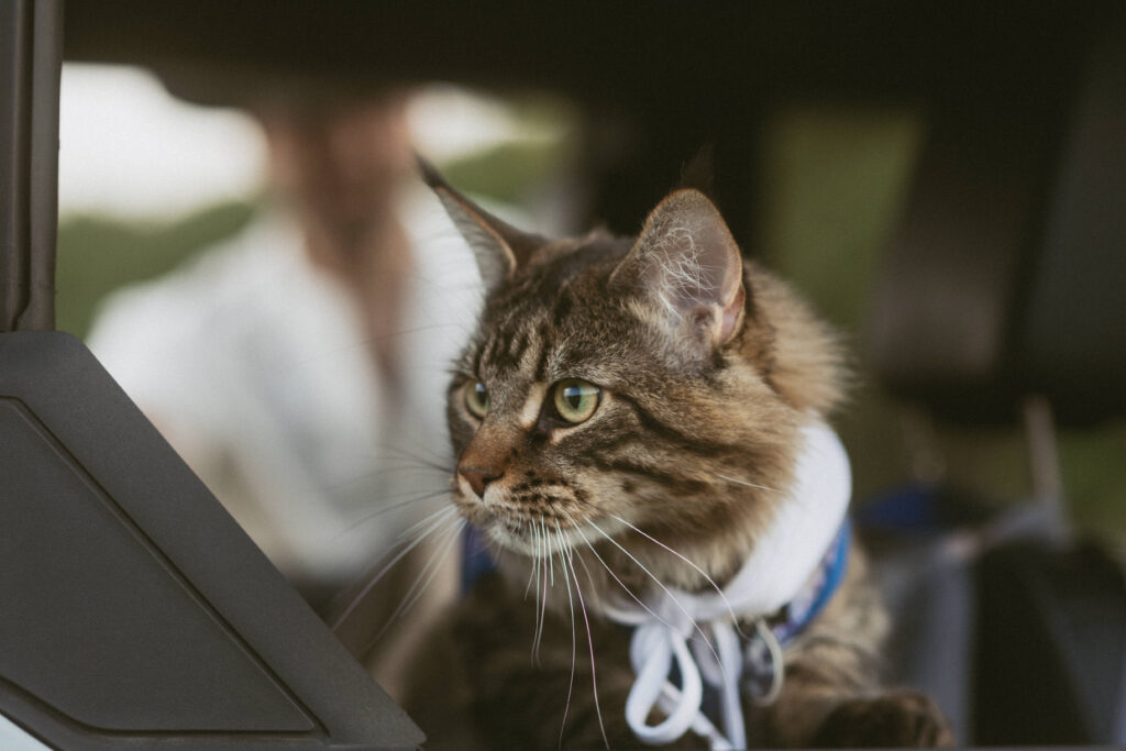 cat at engagement session